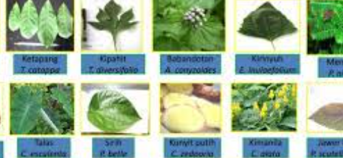 types of medicinal plants