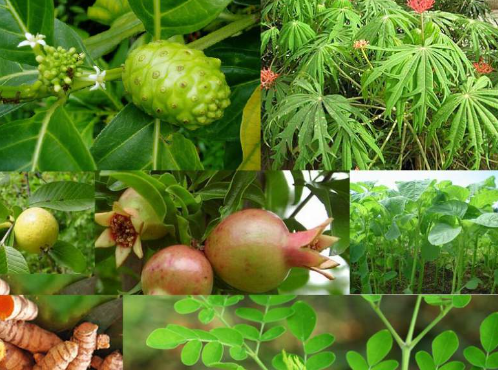 Family Medicinal Plants
