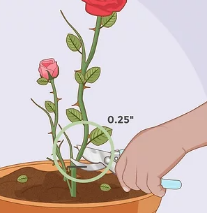how to plant
