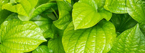 Benefits of betel leaf